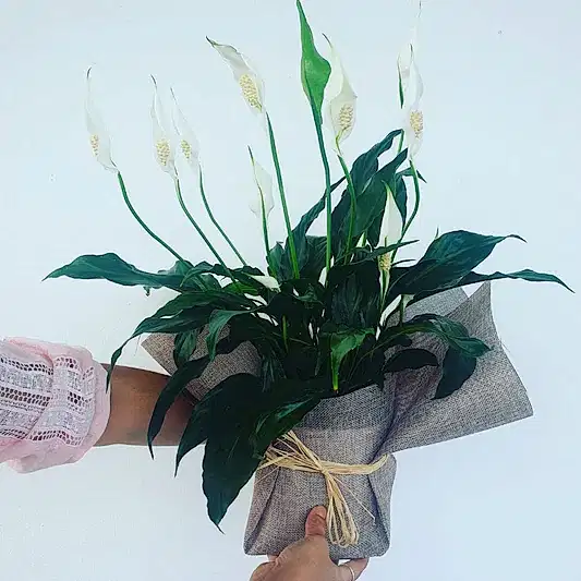 Peace Lily