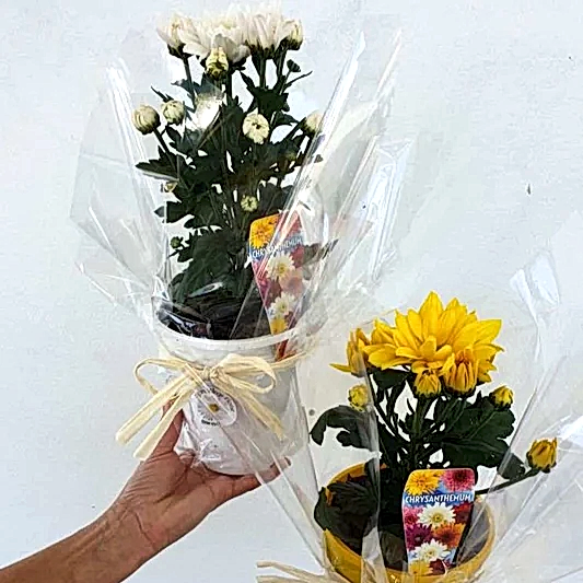 Chrysanthemum Plants