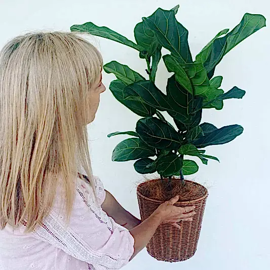 Fiddle Fig Leaf