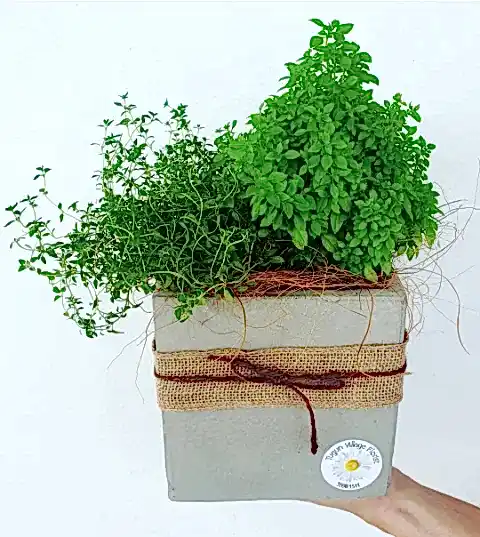 Mini Herb Garden