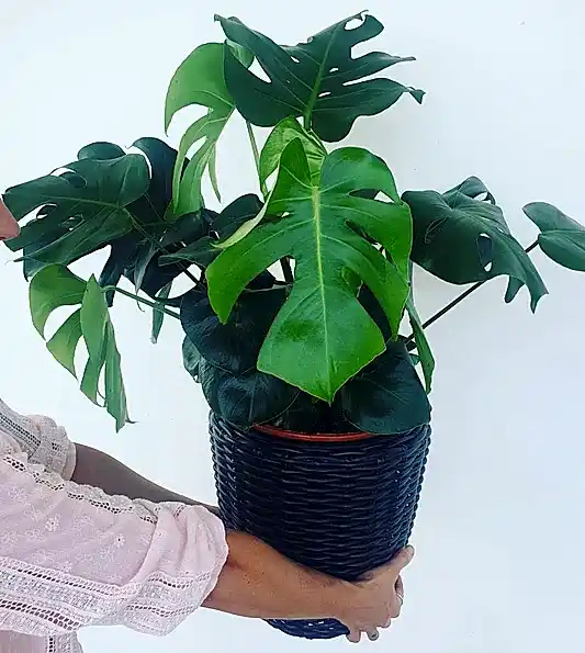 Monstera
