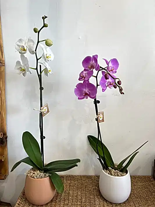 Orchid Plant