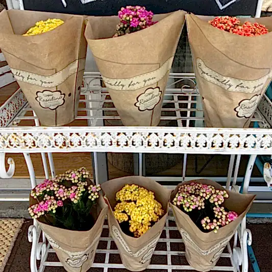 Kalanchoe Plant