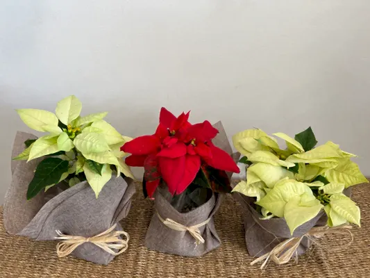 Traditional Poinsettia